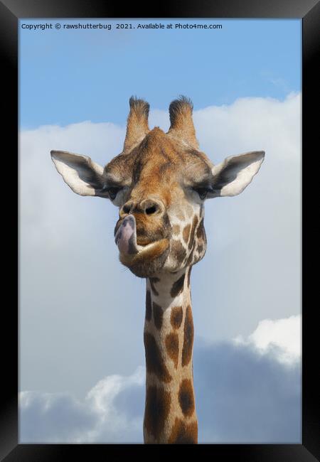 Cheeky Giraffe Framed Print by rawshutterbug 