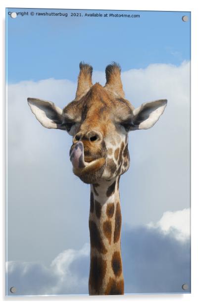Cheeky Giraffe Acrylic by rawshutterbug 
