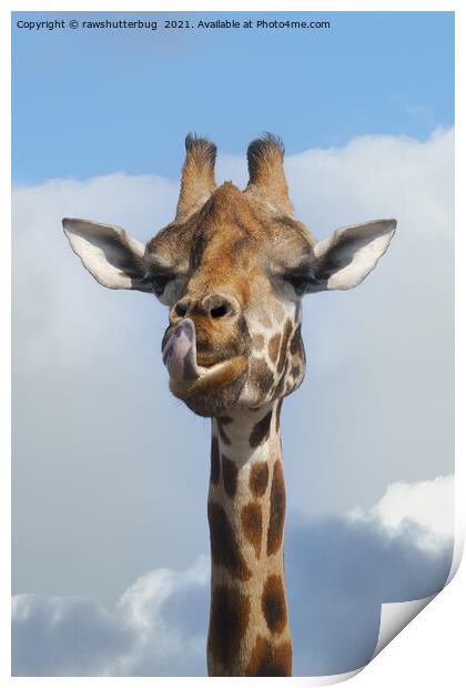 Cheeky Giraffe Print by rawshutterbug 