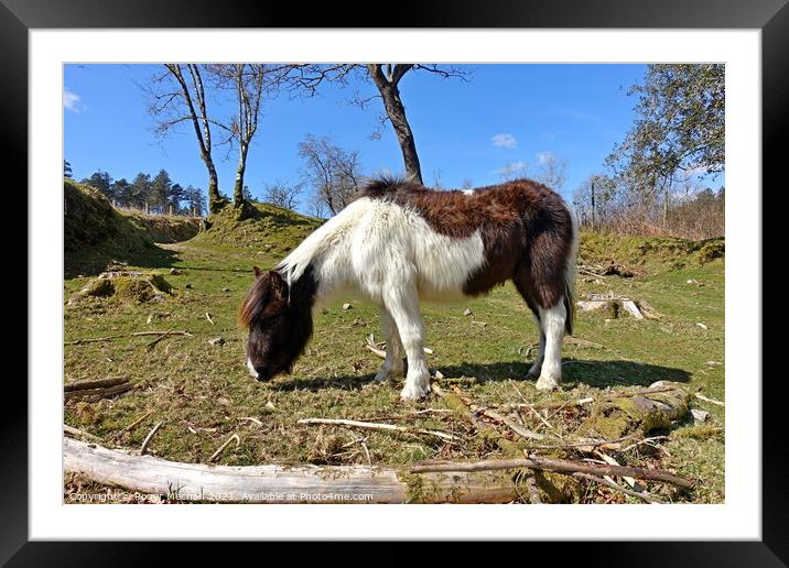Hardy Dartmoor Horse Grazing Serenely Amid Fallen  Framed Mounted Print by Roger Mechan