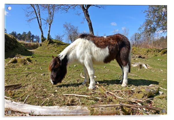 Hardy Dartmoor Horse Grazing Serenely Amid Fallen  Acrylic by Roger Mechan