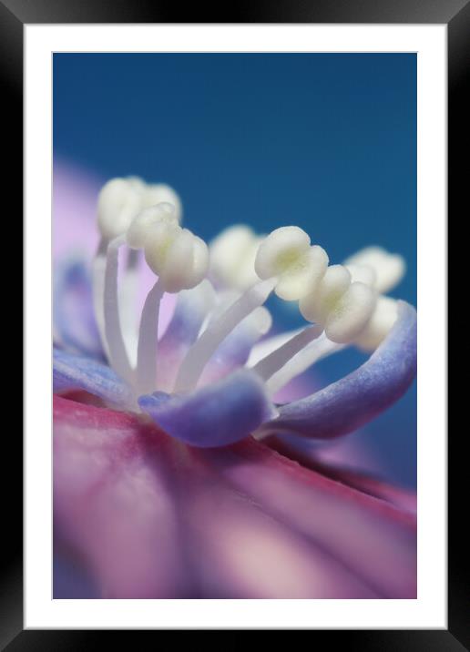Bold and Blue Framed Mounted Print by Sharon Johnstone