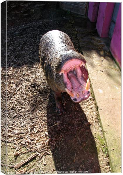 Yawning Pigmy Hippopotamus Canvas Print by Roger Mechan