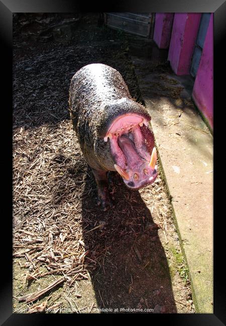 Yawning Pigmy Hippopotamus Framed Print by Roger Mechan