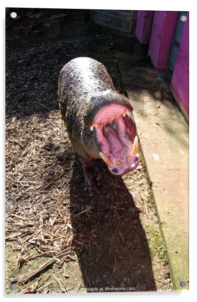 Yawning Pigmy Hippopotamus Acrylic by Roger Mechan