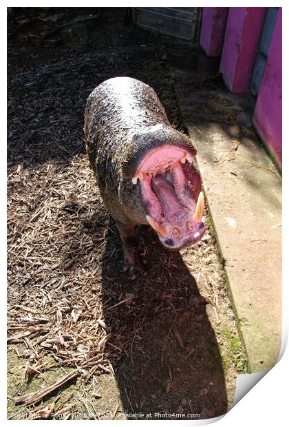 Yawning Pigmy Hippopotamus Print by Roger Mechan