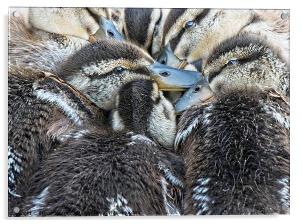 Mallard Ducklings, Madison, Wisconsin, USA Acrylic by Steven Ralser