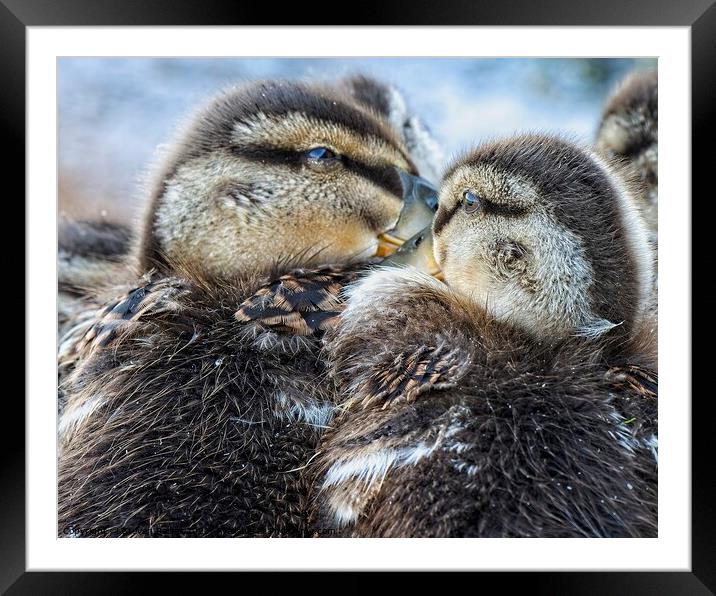 Mallard Ducklings, Madison, Wisconsin, USA 3 Framed Mounted Print by Steven Ralser