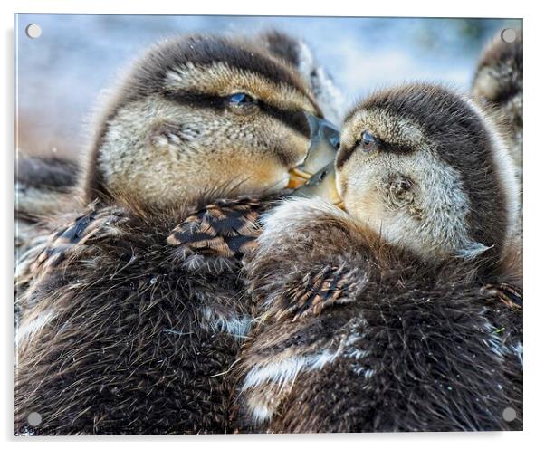 Mallard Ducklings, Madison, Wisconsin, USA 3 Acrylic by Steven Ralser