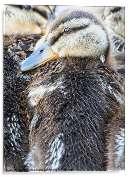 Mallard Ducklings, Madison, Wisconsin, USA 2  Acrylic by Steven Ralser