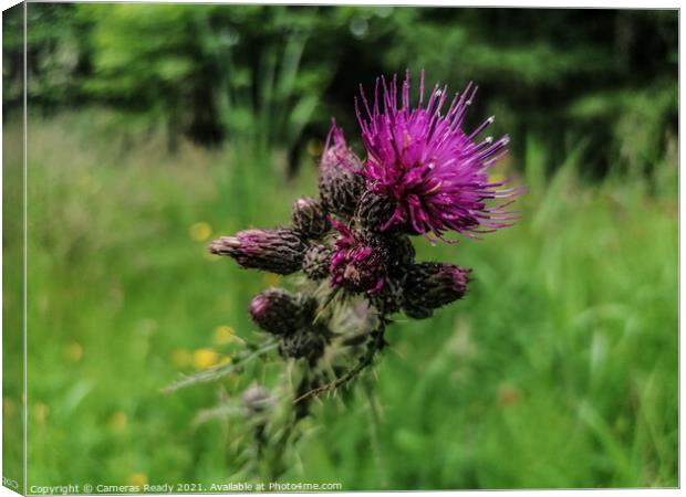 The Mighty Scottish Thistle  Canvas Print by Paddy 
