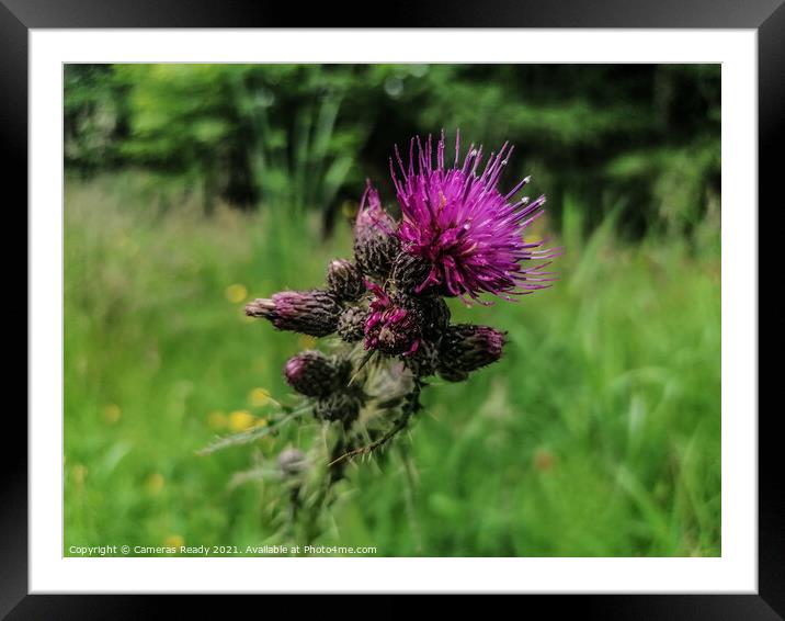 The Mighty Scottish Thistle  Framed Mounted Print by Paddy 
