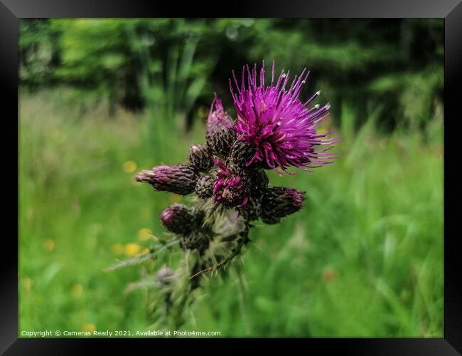 The Mighty Scottish Thistle  Framed Print by Paddy 