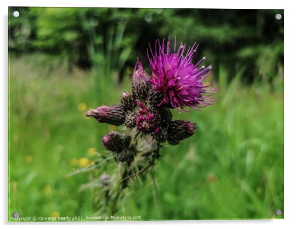 The Mighty Scottish Thistle  Acrylic by Paddy 
