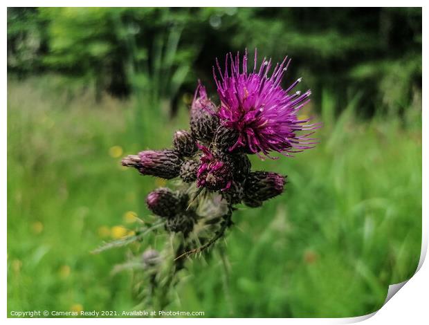 The Mighty Scottish Thistle  Print by Paddy 