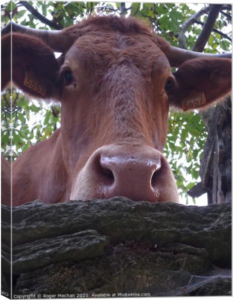 Inquisitive Bovine Beauty Canvas Print by Roger Mechan
