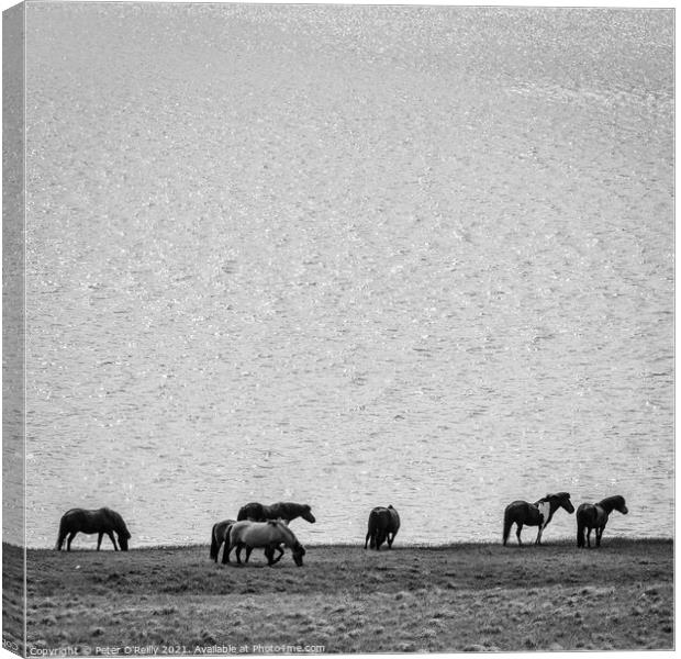 Wild Horses, Iceland Canvas Print by Peter O'Reilly
