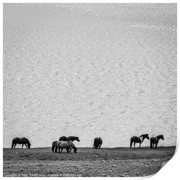 Wild Horses, Iceland Print by Peter O'Reilly