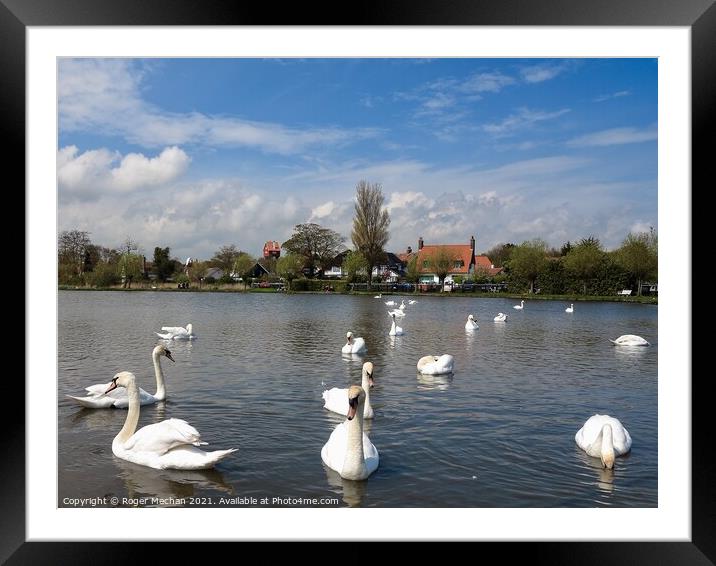 Serene Swans on Thorpeness Meare Framed Mounted Print by Roger Mechan
