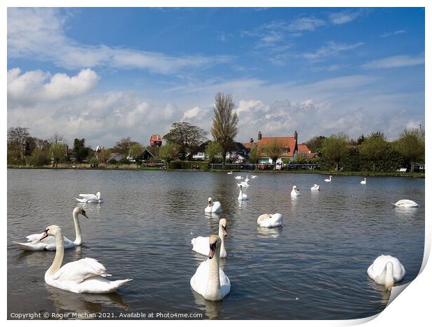 Serene Swans on Thorpeness Meare Print by Roger Mechan