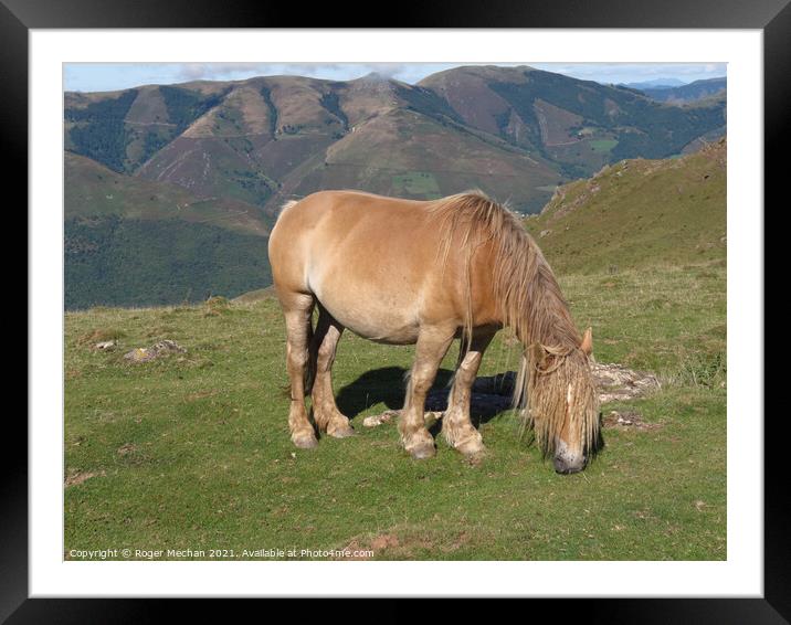 Graceful Pottok in Pyrenees Meadow Framed Mounted Print by Roger Mechan