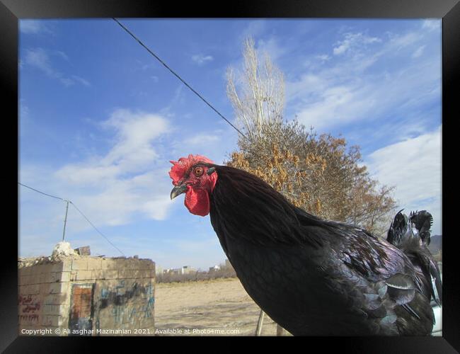 A bird standing on top of a field Framed Print by Ali asghar Mazinanian