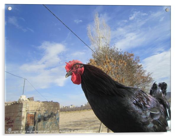 A bird standing on top of a field Acrylic by Ali asghar Mazinanian