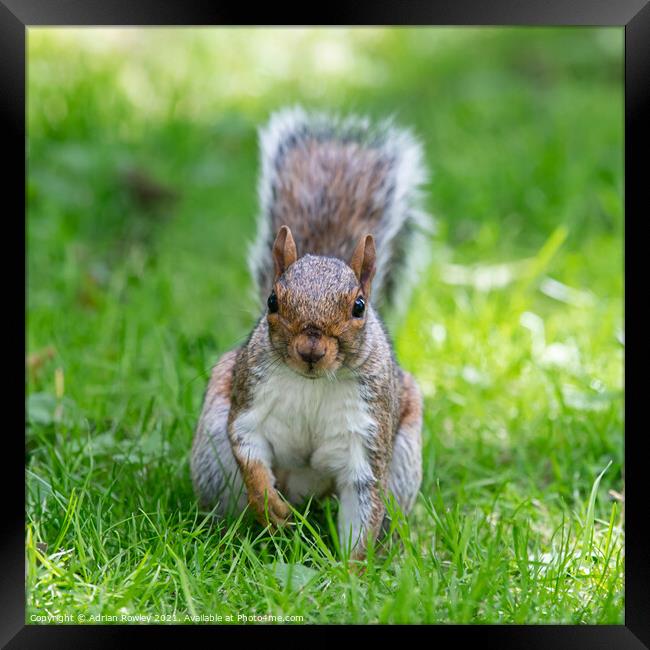 A squirrel face off Framed Print by Adrian Rowley