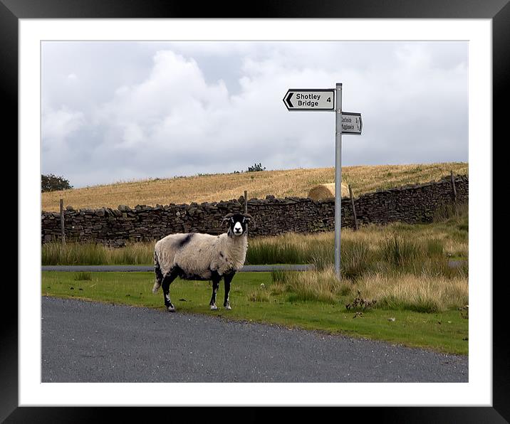 Where the flock am i. Framed Mounted Print by Northeast Images