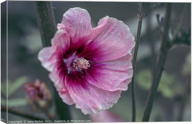 Halo Apricot Hollyhock Canvas Print by Gary Parker