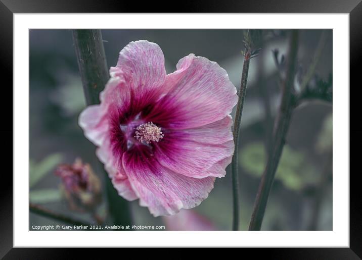 Halo Apricot Hollyhock Framed Mounted Print by Gary Parker
