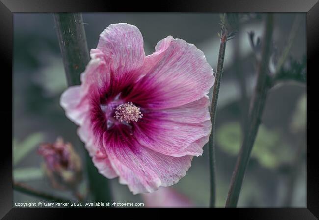 Halo Apricot Hollyhock Framed Print by Gary Parker