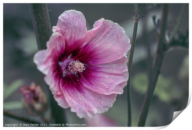 Halo Apricot Hollyhock Print by Gary Parker