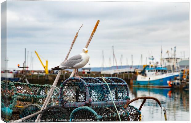 Seagull in Scarborough Harbour Canvas Print by Chris Haynes