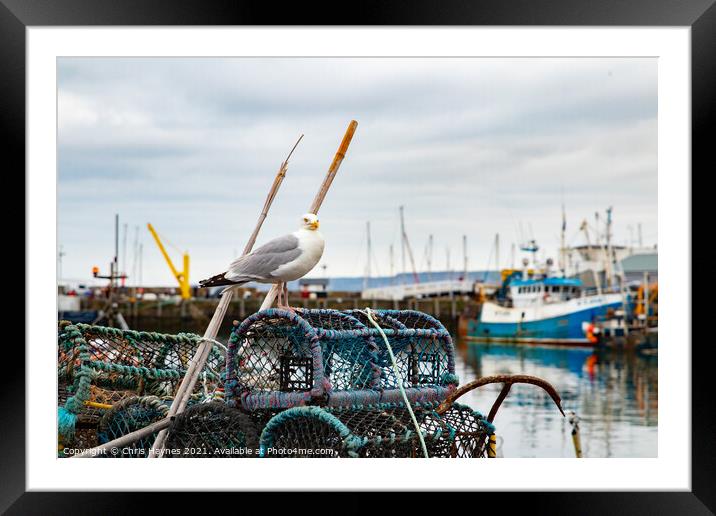 Seagull in Scarborough Harbour Framed Mounted Print by Chris Haynes