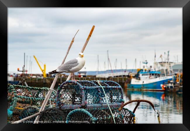 Seagull in Scarborough Harbour Framed Print by Chris Haynes