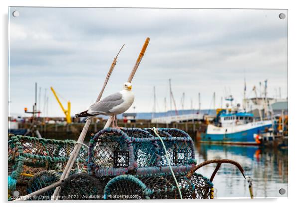 Seagull in Scarborough Harbour Acrylic by Chris Haynes