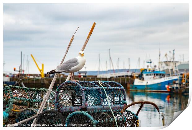 Seagull in Scarborough Harbour Print by Chris Haynes