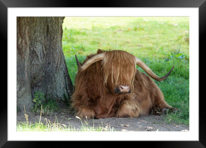 Highland Cow Resting Framed Mounted Print by Chris Haynes