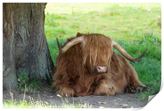Highland Cow Resting Print by Chris Haynes