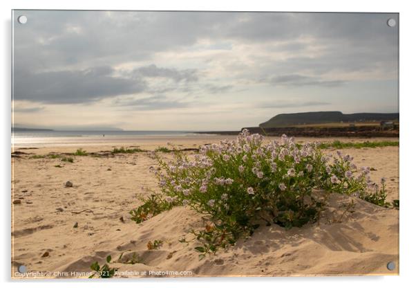 Dunnet Beach  Acrylic by Chris Haynes