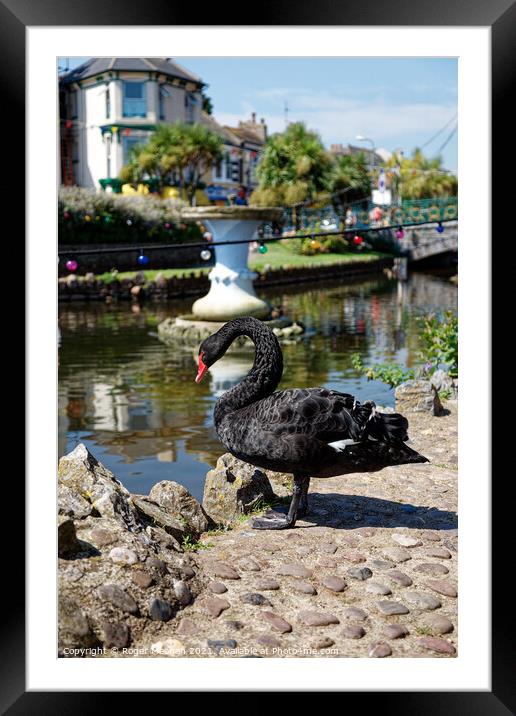 Enchanting Black Swan in Dawlish, Devon Framed Mounted Print by Roger Mechan