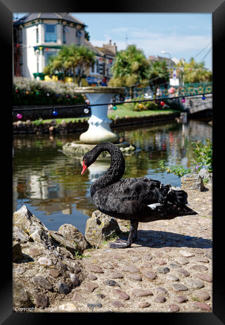 Enchanting Black Swan in Dawlish, Devon Framed Print by Roger Mechan