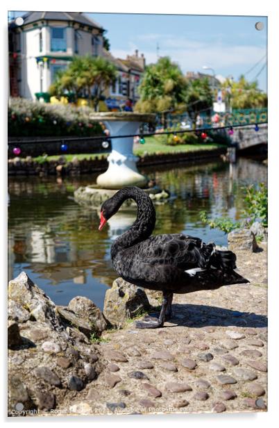 Enchanting Black Swan in Dawlish, Devon Acrylic by Roger Mechan