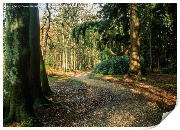 A Walk Through The New Forest Print by Derek Daniel