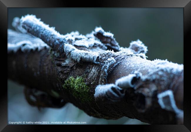 Lichen and  moss frozen on a tree branch Framed Print by kathy white