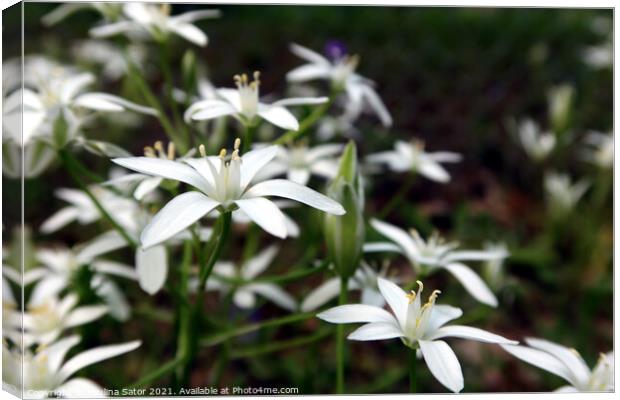 Closeup of white lily flowers Canvas Print by Paulina Sator