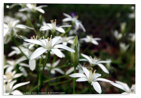 Closeup of white lily flowers Acrylic by Paulina Sator