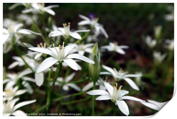 Closeup of white lily flowers Print by Paulina Sator