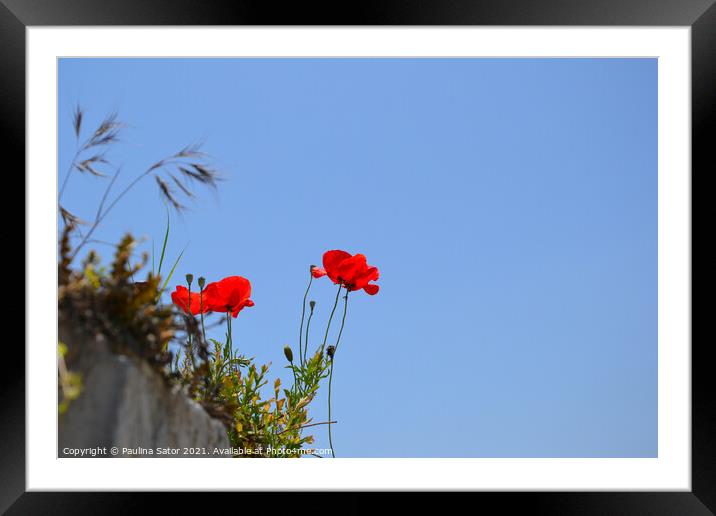 Red poppy flower on the rocks Framed Mounted Print by Paulina Sator